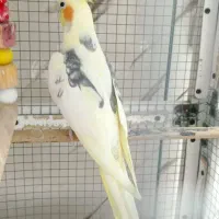 عروس هلندی و مرغ عشق