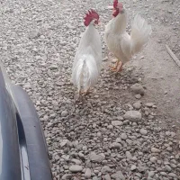 ۲عدد خروس یکساله|حیوانات مزرعه|قلعه قاضی, |دیوار