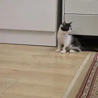 بچه گربه