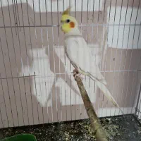 عروس هلندی نر لتینو مولد|پرنده|اهواز, پردیس|دیوار