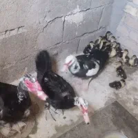 فروش سه تا اردک همراه با جوجه