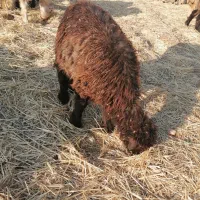 بره|حیوانات مزرعه|همایجان, |دیوار
