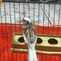 قناری ماده سفید سیاه اماده