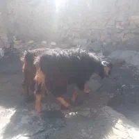 دوعدد بزغاله نر ادرس روانسر|حیوانات مزرعه|روانسر, |دیوار