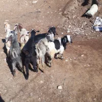 ۶عدد بز یک ساله