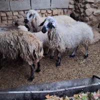 میش چاق وابستن