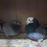 یک جفت جوجه شازده