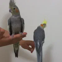 عروس هلندی نر و ماده