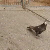 پرنده کبوتر|پرنده|تهران, مسعودیه|دیوار