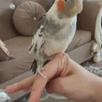 عروس هلندی نر|پرنده|مشهد, جاهد شهر|دیوار