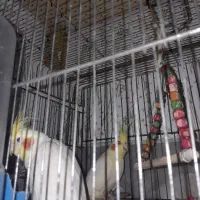 طوطی عروس نر بفروش میرسد