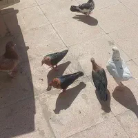 پرنده زینتی قناری|پرنده|تهران, شهرک غرب|دیوار