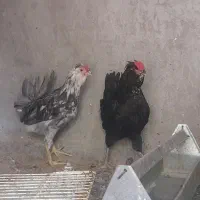 خروس گلین طوسی ومشکی