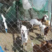 بز وکهره فروشی قیمت۵۵ مقطوع