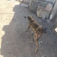 سگ گلی|سگ|قائن, |دیوار