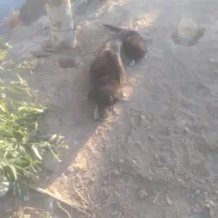 واگذاری سگ