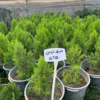 گل و گیاه آپارتمانی|گل و گیاه طبیعی|مینودشت, |دیوار