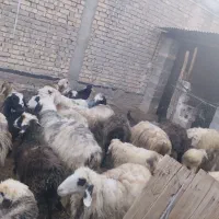 چند راس گوسفند