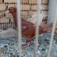 4 عدد کبوتر اس یک طوق هفرنگ یک ساده سیاه دو کرمونی|پرنده|مشهد, کوشش|دیوار
