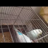 فروش یک جفت مرغ عشق مولد نژاد دار با 2تا جوجه|پرنده|مهدی شهر, |دیوار