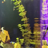 آکواریوم شیشه خم پلنت|ماهی|شهریار, شهریار|دیوار