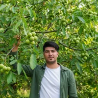 نهال گردو دیرگل مقاوم با باردهی زیاد|حراج|محمدیه-قزوین, |دیوار