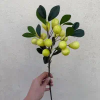 شاخه میوه دار