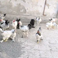 مرغ و جوجه برهما 4 ماهه