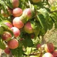 اجاره-باغ-شلیل-شمس