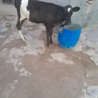 فروش گوساله ماده هفت ماهه