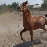 مادیان و کره