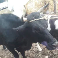 گاو شیری حامله با گوساله|حیوانات مزرعه|شاندرمن, |دیوار