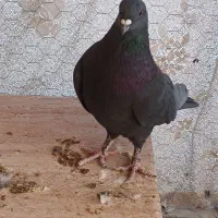 کبوتر دمگیر بدرنگ طوقی شیرازی|پرنده|شاهین‌شهر, نبوت|دیوار