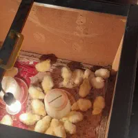 جوجه گوشتی