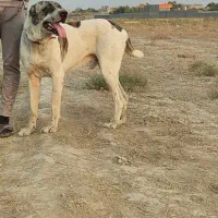 سگ گله خراسانی