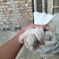 یک جفت سرور