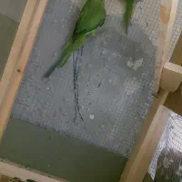 طوطی جفت ملنگو