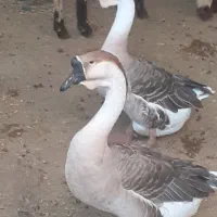 تخم غو غاز|حیوانات مزرعه|چمران, |دیوار