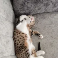 واگذاری گربه|گربه|خرمآباد (تنکابن), |دیوار