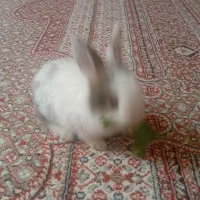 خرگوش مینیاتوری بازیگوش|موش و خرگوش|سنندج, |دیوار