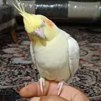 عروس هلندی|پرنده|بندرعباس, |دیوار