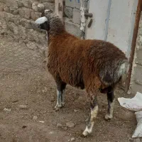 کوسفند نر یک سال|حیوانات مزرعه|مشگین شهر, |دیوار