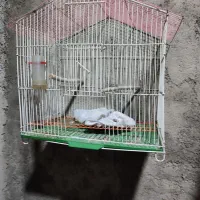 عروس هلندی لوتینو