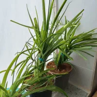 گل حسن یوسف گندمی