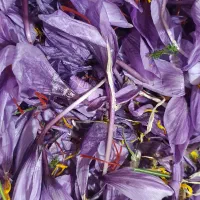 کارگر جمع کن زعفران