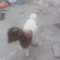 دوعدد گوسفند|حیوانات مزرعه|قنوات, |دیوار