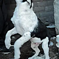 سگ دورگه پیتبول سرابی|سگ|کرمانشاه, |دیوار