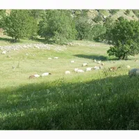 گوسفند فروشی