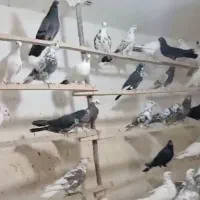 کبوتر|پرنده|کوهدشت, |دیوار