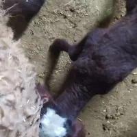 بره شیری ماده دو عدد